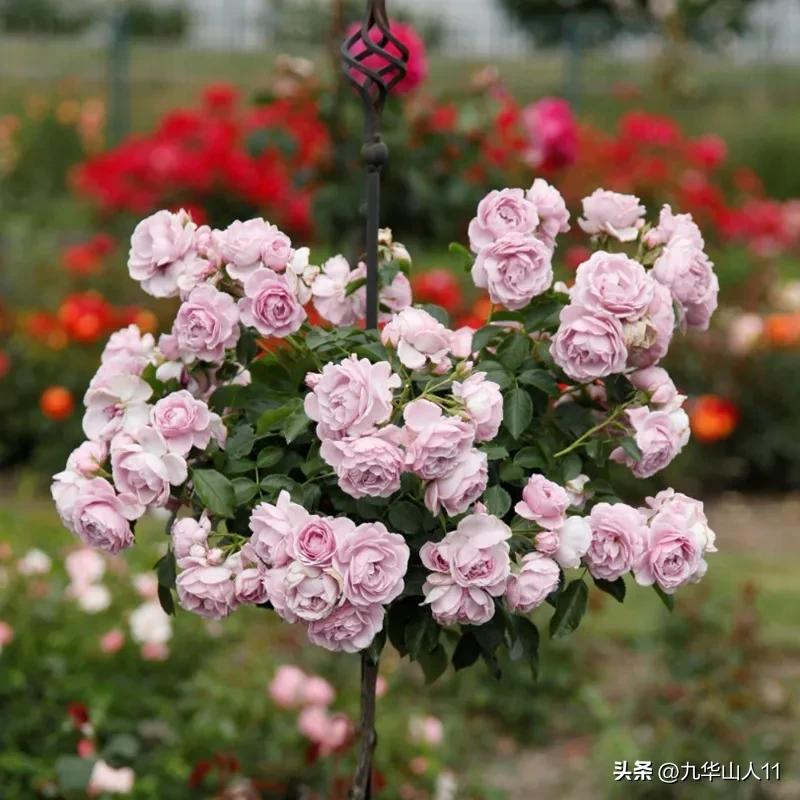 通过adr认证的月季品种,奥古斯塔路易斯月季是adr认证吗