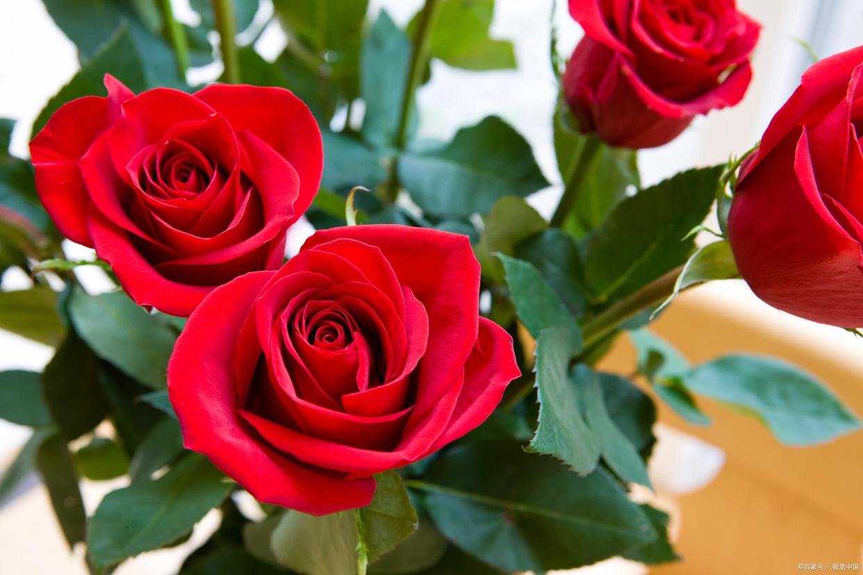 玫瑰花的花语和寓意,玫瑰花的由来