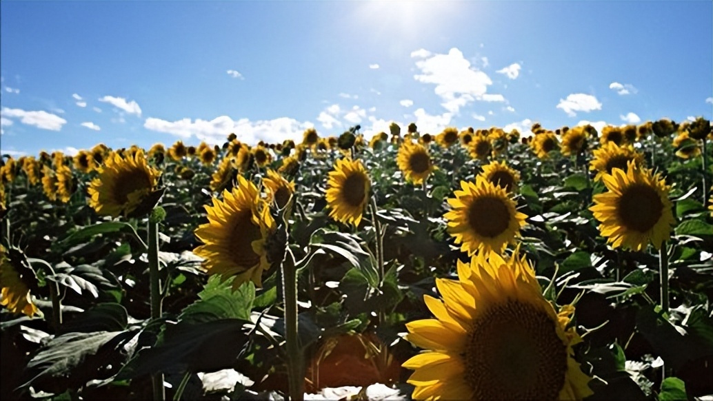 通过对向日葵中重金属含量的研究,进一步了解其种子发芽的特性