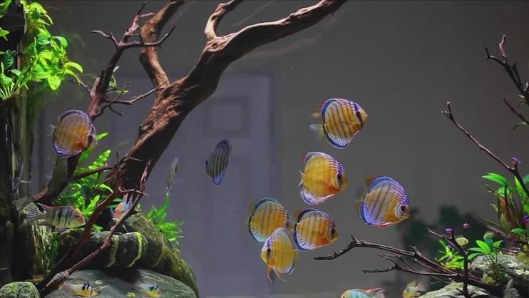 七彩神仙鱼繁殖期间可以喂食吗,七彩神仙鱼繁殖卵需要下什么药