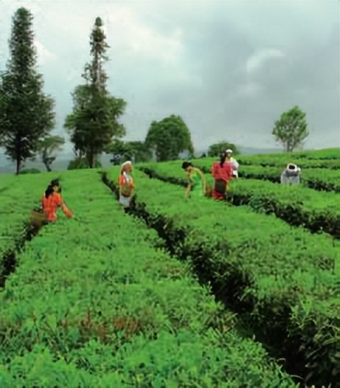 福州茉莉花茶七步制茶工艺,顶级茉莉花茶制作