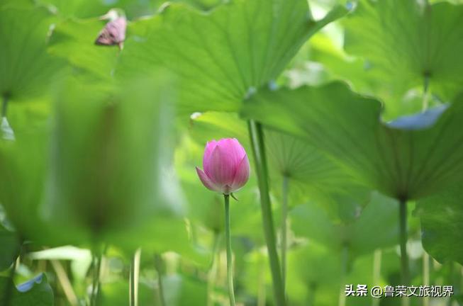 西安坐地铁旅游全攻略,西安半日游地铁