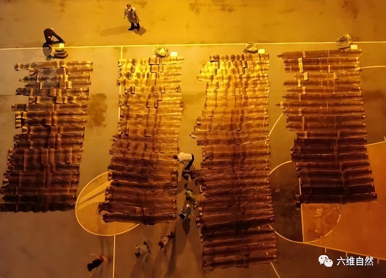 抓捕过最长的蟒蛇,最长蟒蛇视频真实