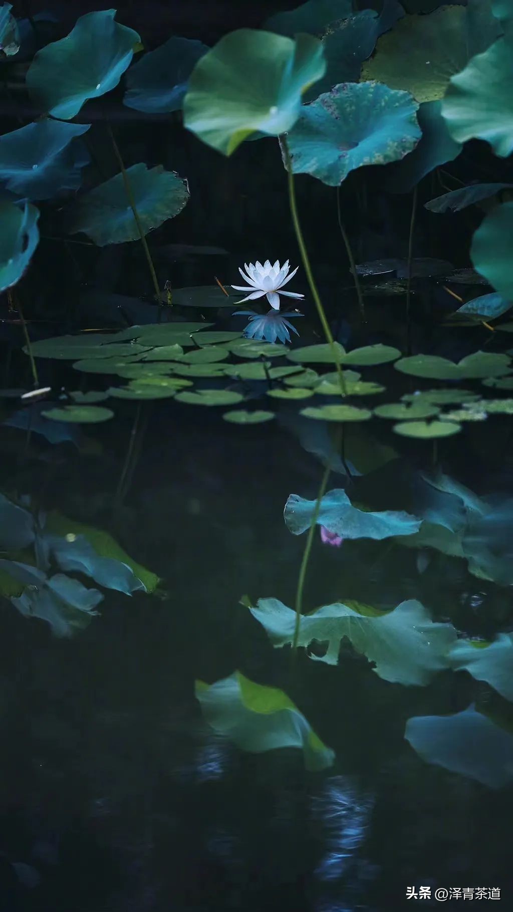 夏至蝉始鸣半夏生全文,夏至蝉始鸣半夏生什么意思