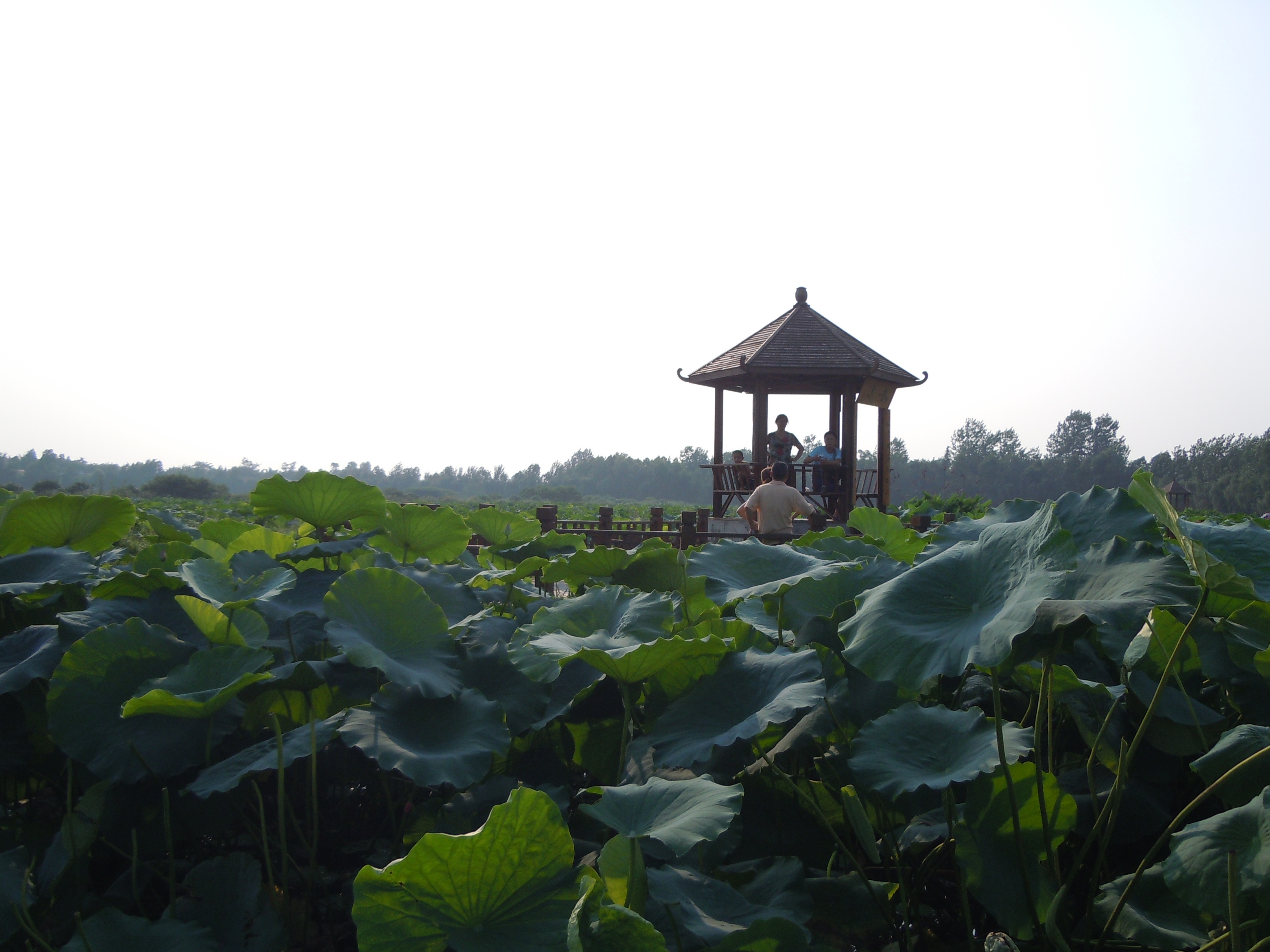烈日炎炎赏荷花清凉一夏,京郊赏荷领略夏日之美
