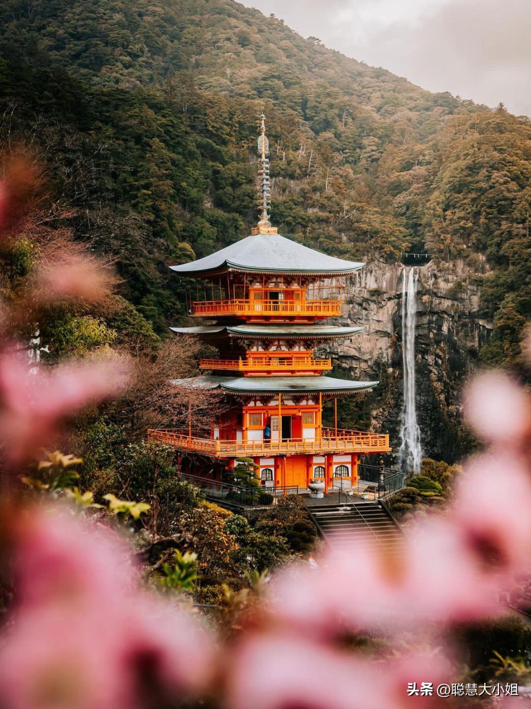 日本樱花花海浪漫之旅,日本旅游看樱花之旅攻略