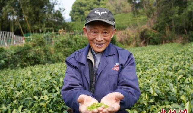 正宗的清明茶叶,清明左右的茶叶分质量好坏吗