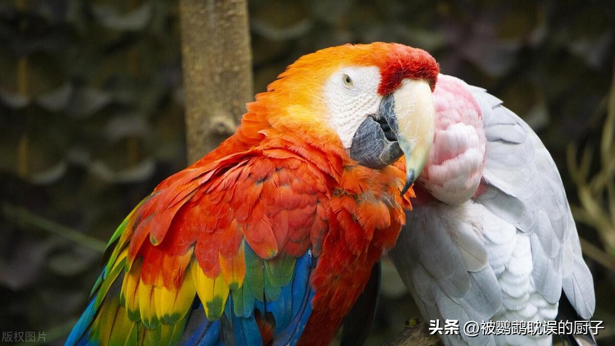 新手入门鹦鹉推荐,适合新手入门鹦鹉有哪些