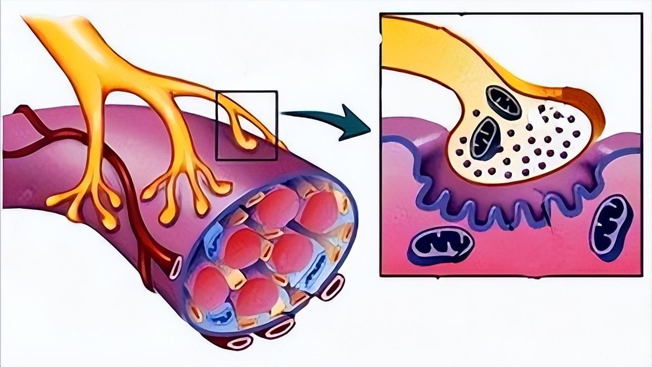 几块钱的维生素b12叫什么名,几块钱一瓶的维生素b12