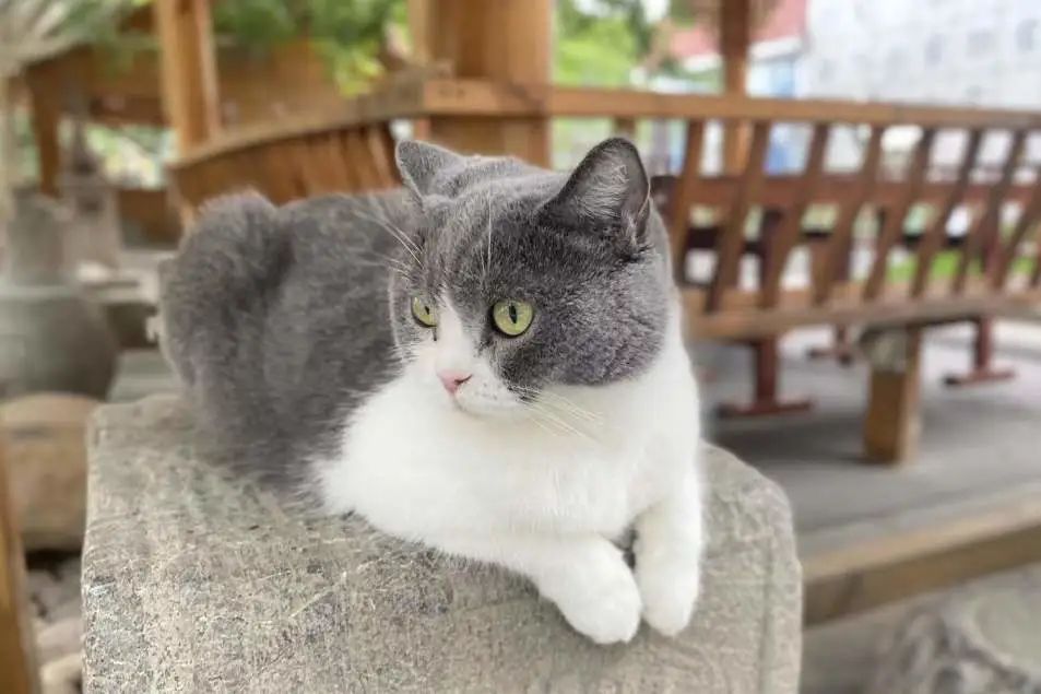 社恐小猫咪的安全感,社恐小猫咪为什么突然想出门了