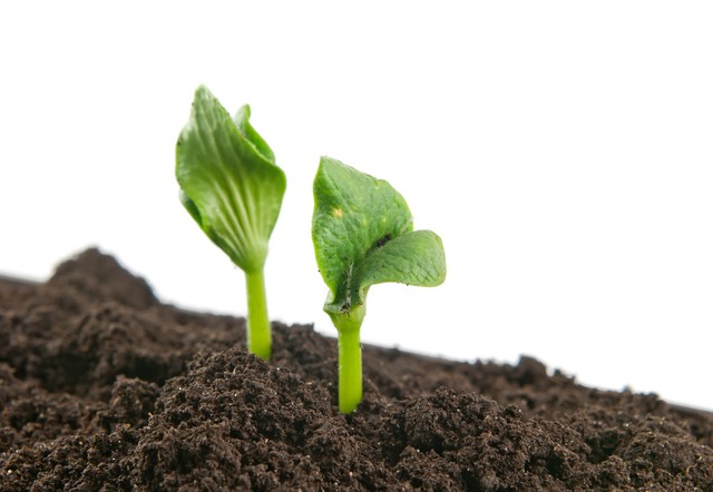 超级美味的南瓜花,南瓜藤是这个季节最好吃的蔬菜