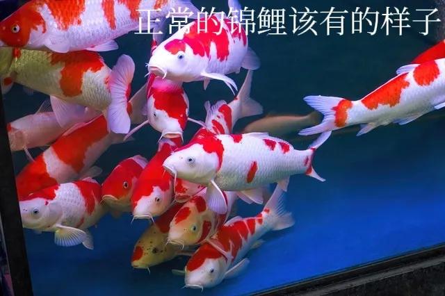 鱼缸里的鱼长期不喂会饿死吗,过年回家鱼缸的鱼会不会饿死