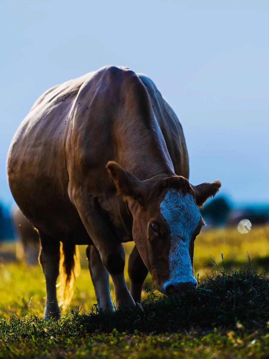 印度旅游冷知识大全,印度尼西亚冷知识