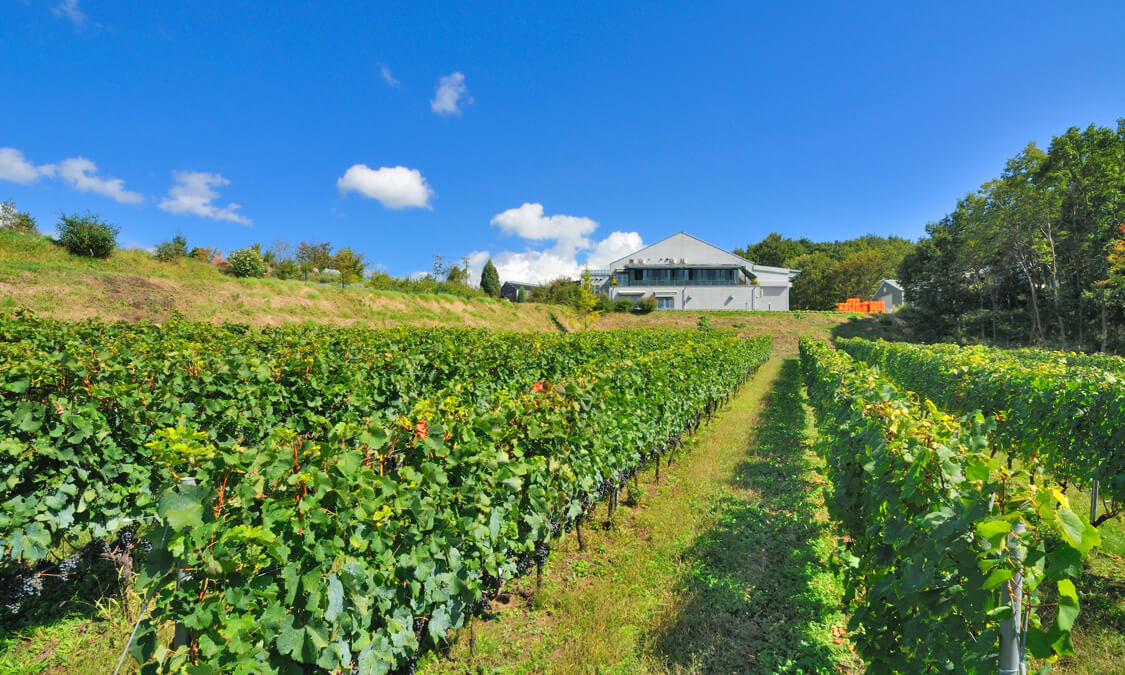 为什么巴西足球人才那么多,巴西为什么足球那么厉害