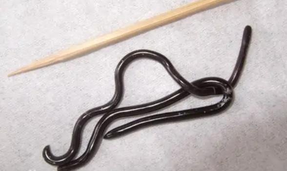 蛇类排名第一的图,蛇类十大排名