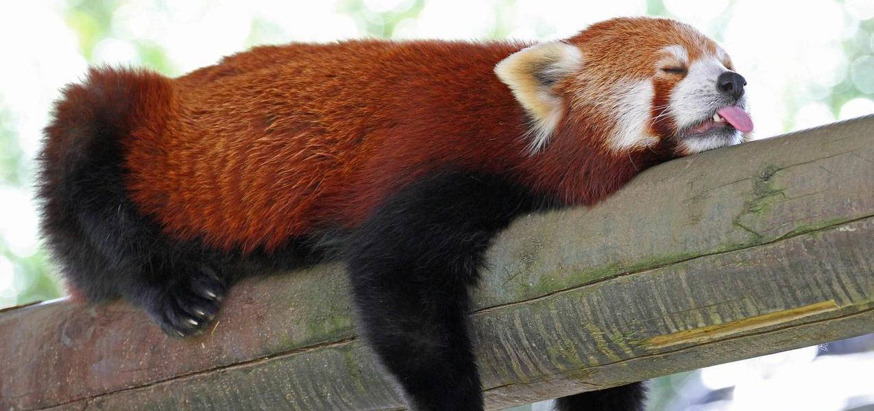 大熊猫真的安全了吗,大熊猫安全性能