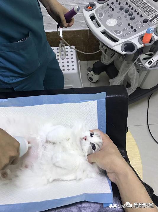 猫怀孕多少天b超能看几个崽,b超怎么看母猫是否怀孕