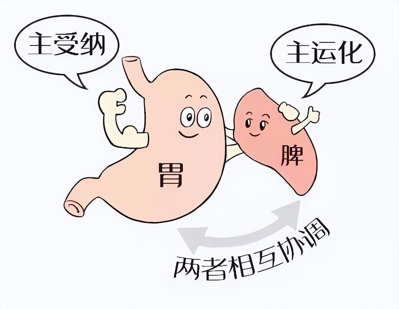 脾胃虚寒的症状怎么调理,脾胃虚寒有哪些食补方法