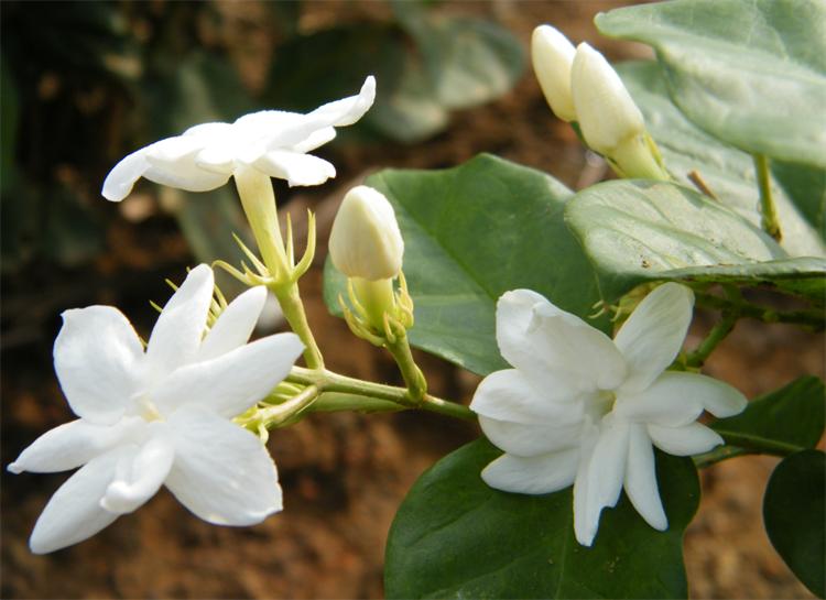 七夕节，不止用玫瑰“我爱你”，还有10种国产花卉，代表不俗的爱