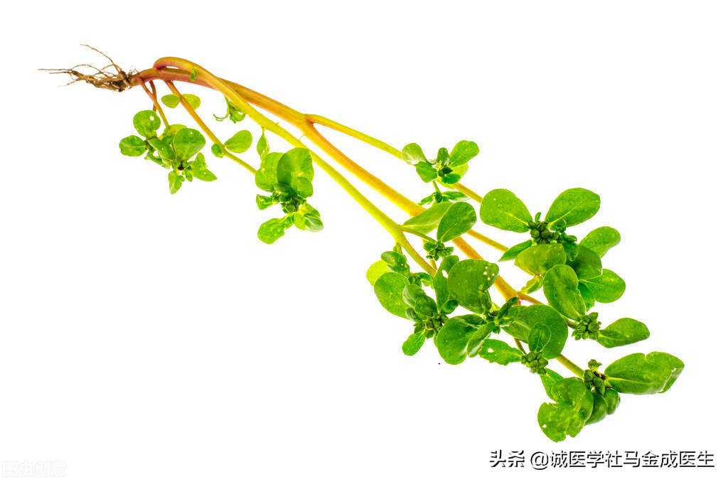 马齿苋的功效与家常做法,马齿苋和西瓜皮有什么妙用