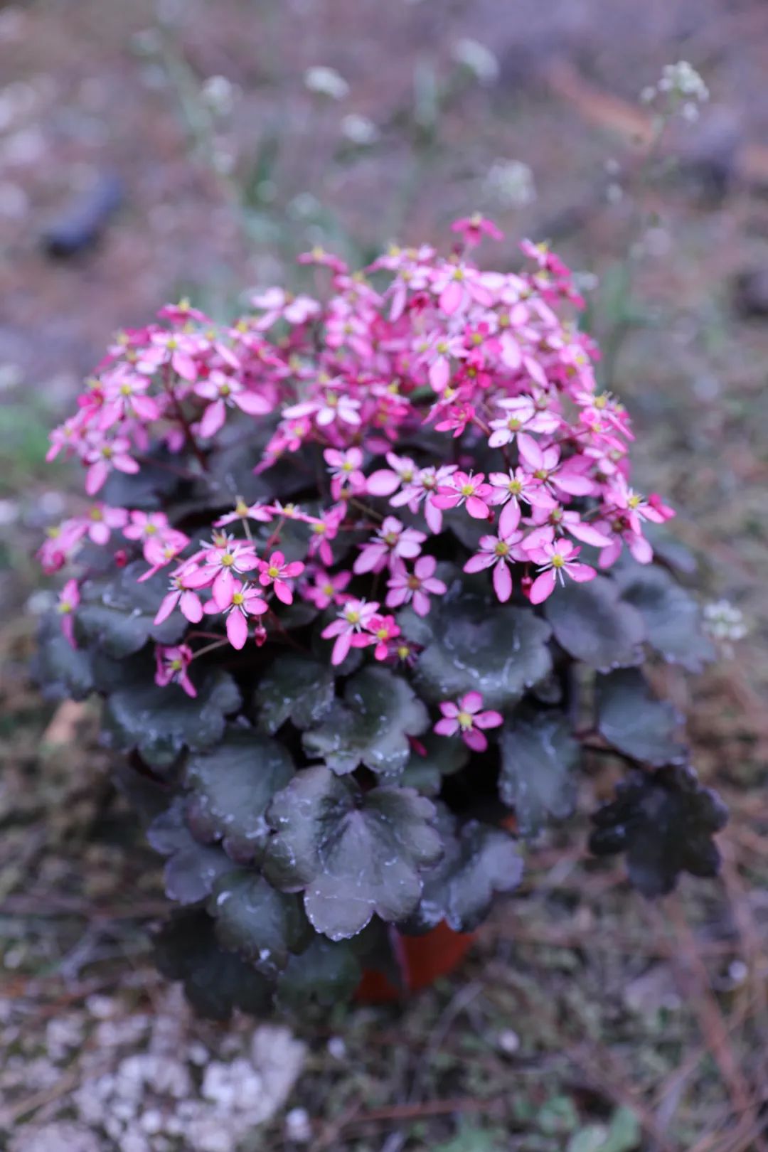 自带爆盆属性的舞动精灵上新了，虎年春日仪式感安排了吗