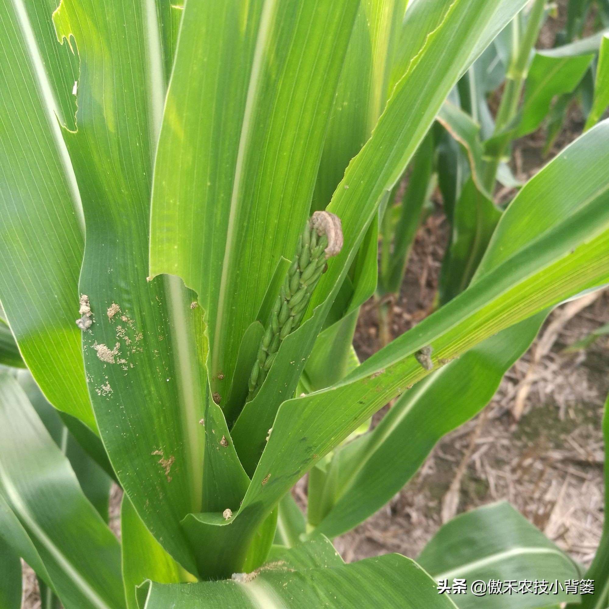 玉米螟虫药什么时候打,防玉米螟什么时间打药合适