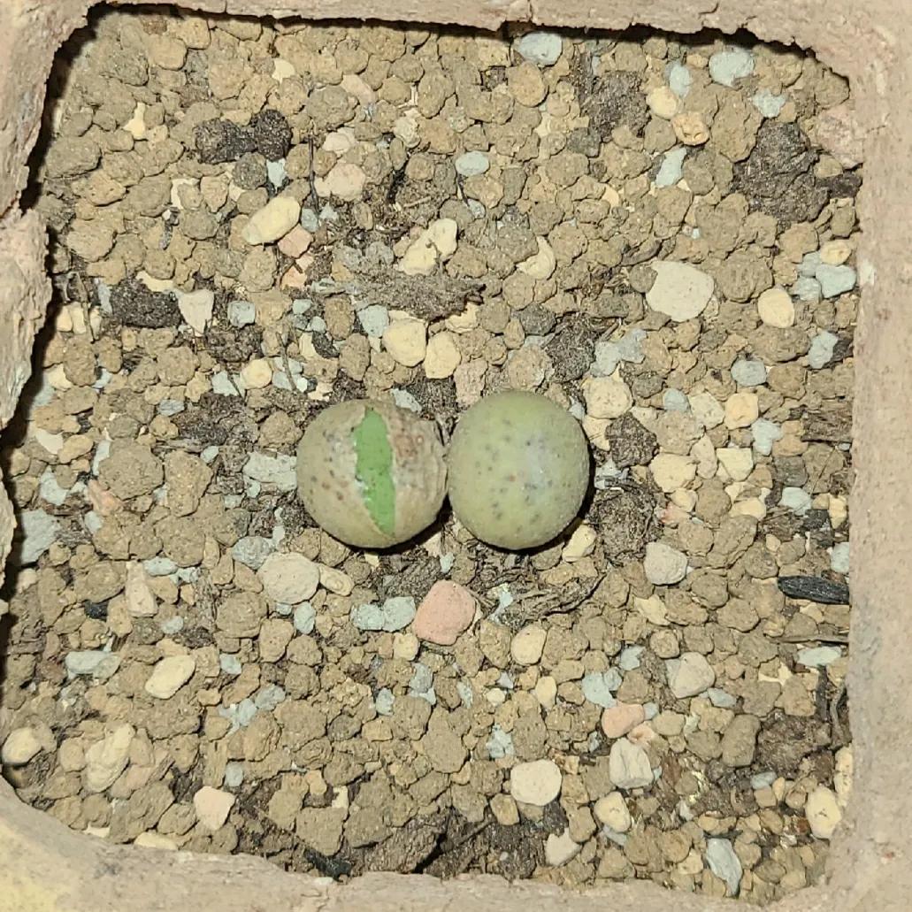 肉锥蜕皮要断水吗,肉锥什么时候蜕皮