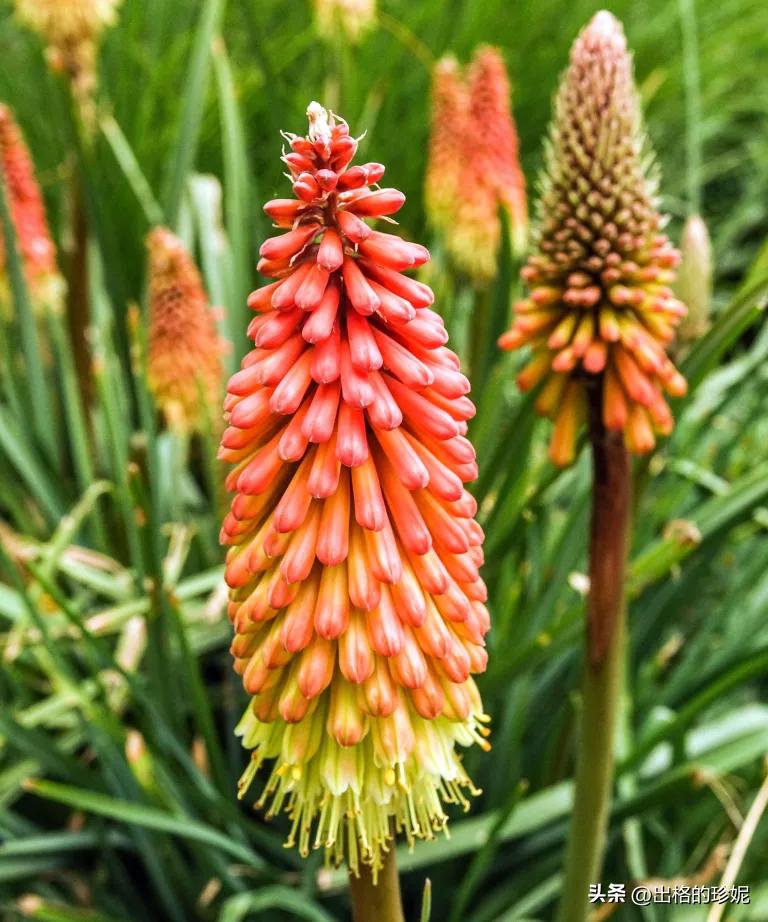 9月适合种植的花卉,初学者适宜养的10种花