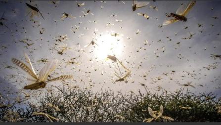 “中国人真聪明！用鸭子来化解粮食危机！”2000年...