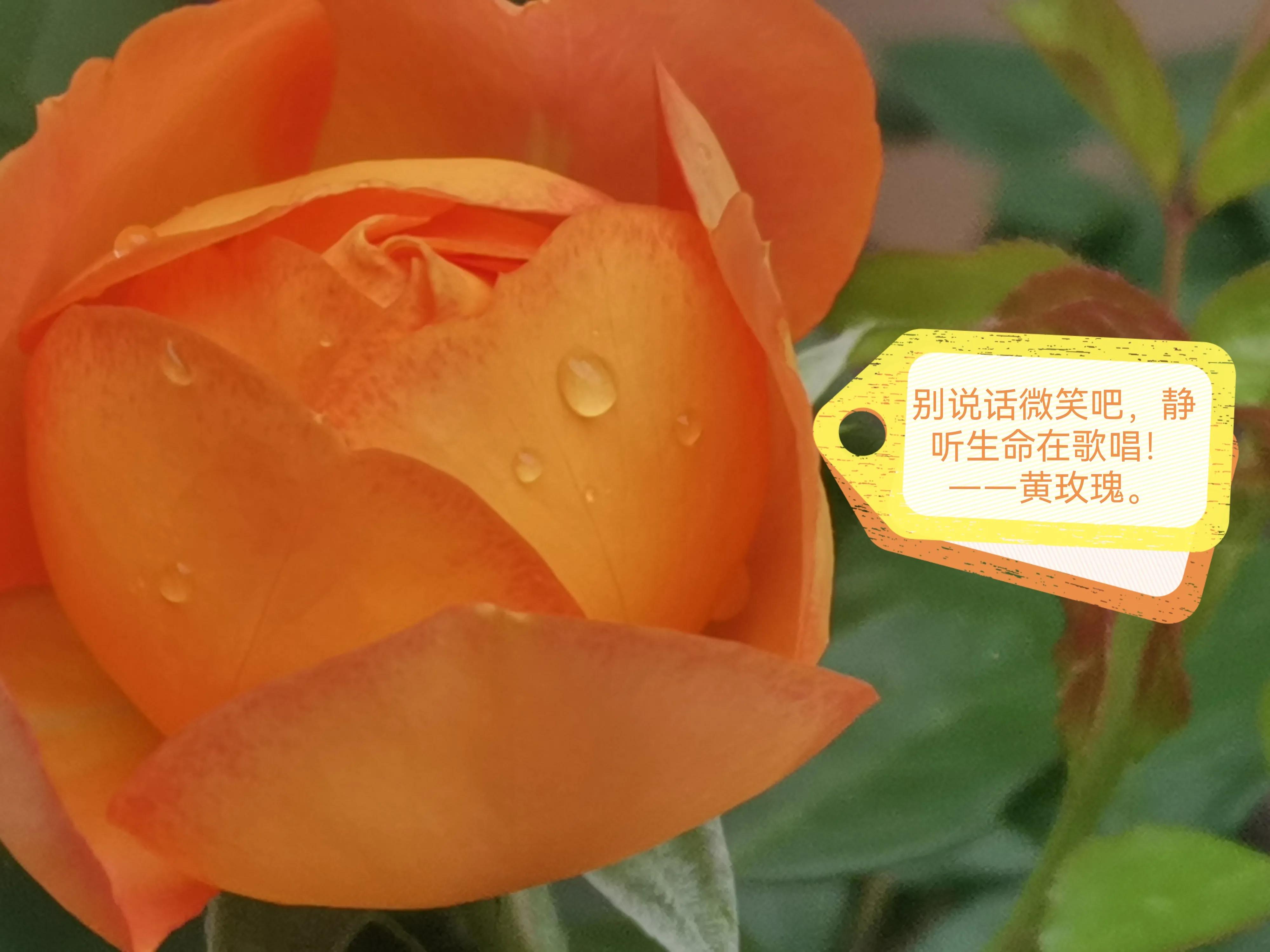 黄玫瑰刀郎经典歌曲欣赏,刀郎伤感情歌100首黄玫瑰