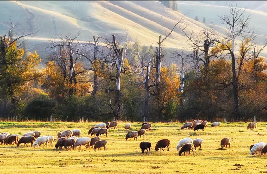 *疆新**特产“大小老窖”，在当地家喻户晓，为何出了*疆新**无人问津？