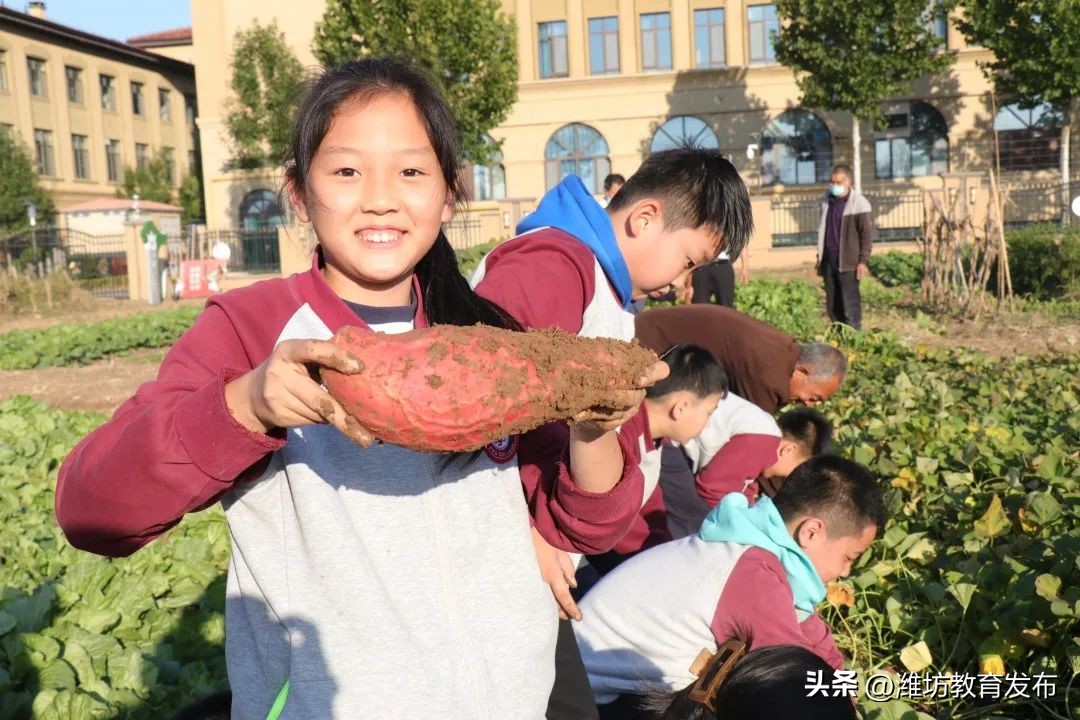 挖红薯、摘柿子、拔花生……看，潍坊学子在劳动中感受秋天