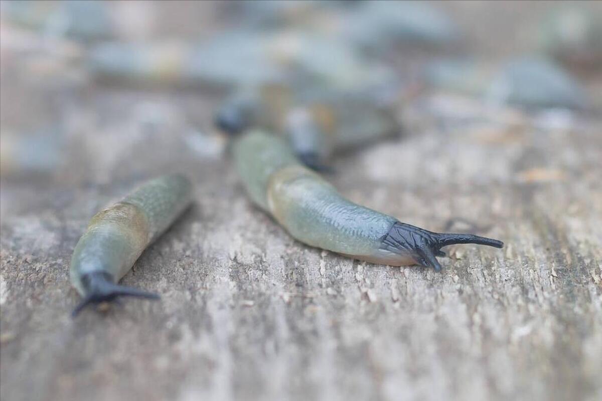 家里怎么会有鼻涕虫是什么原因,家里有鼻涕虫怎么办鼻涕虫有毒吗