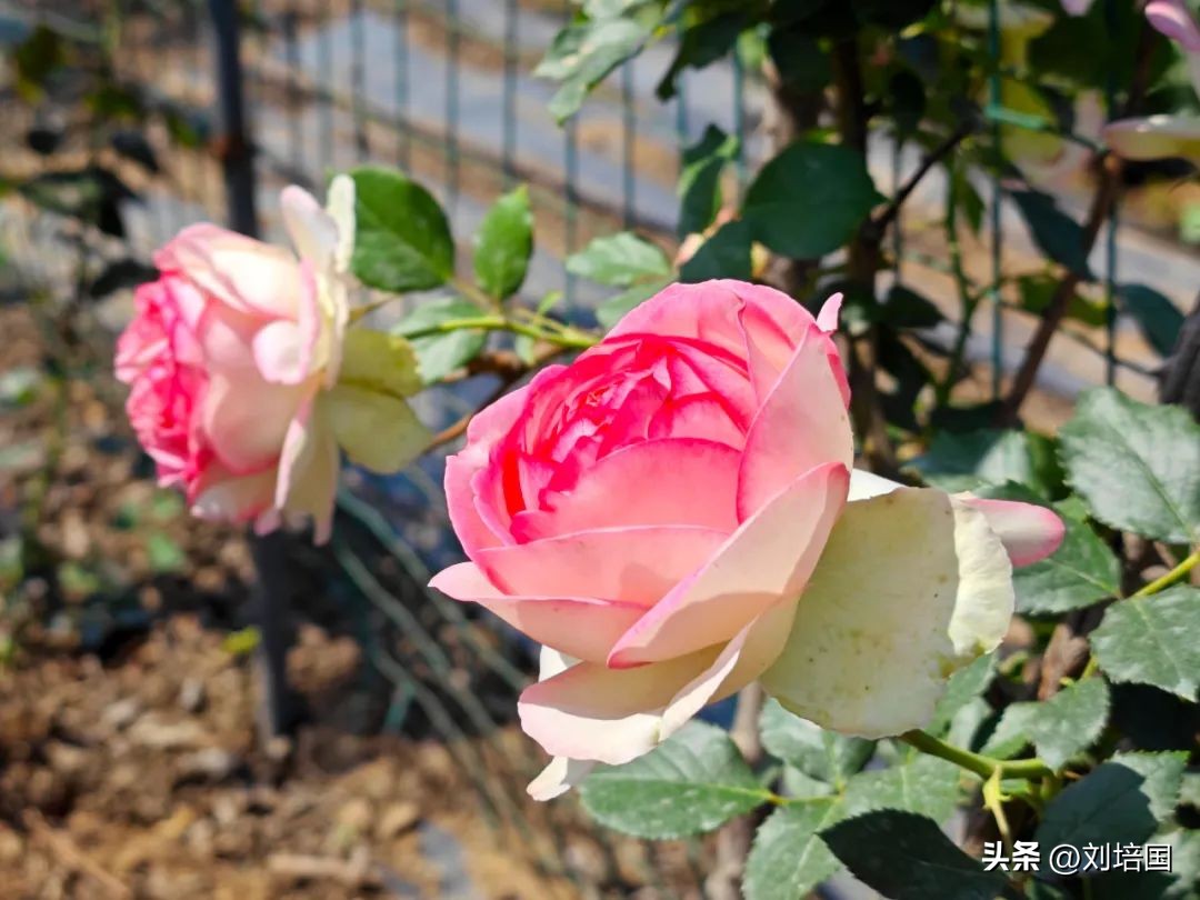 市花月季公园,市花月季