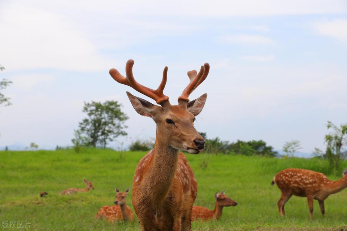 24节气之夏至习俗和相关的文化,细说二十四节气夏至