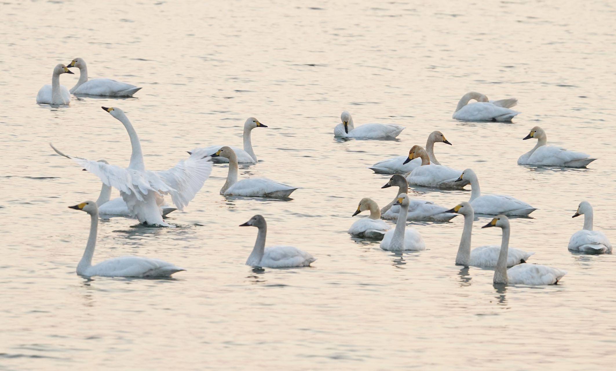 100个出自诗经楚辞的男孩名字推荐,100个出自诗经楚辞女孩名字