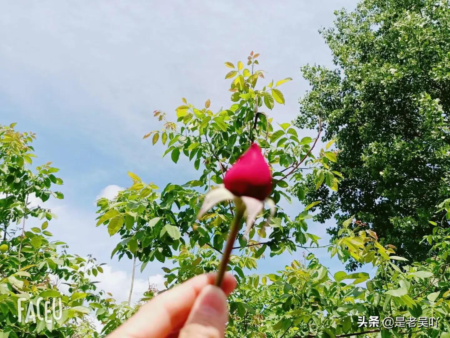 儿行千里母担忧母亲节祝福,母亲节儿行千里母担忧