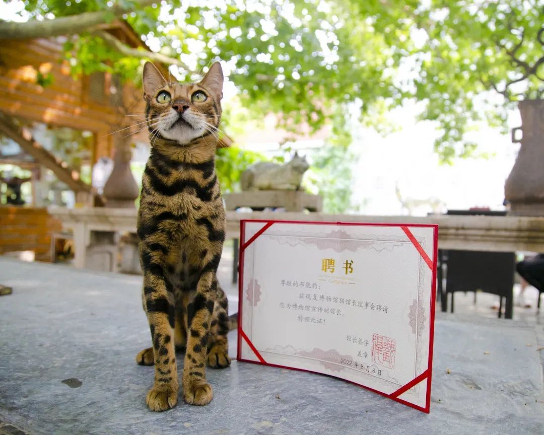 观复猫说过年抽奖,观复猫过年说