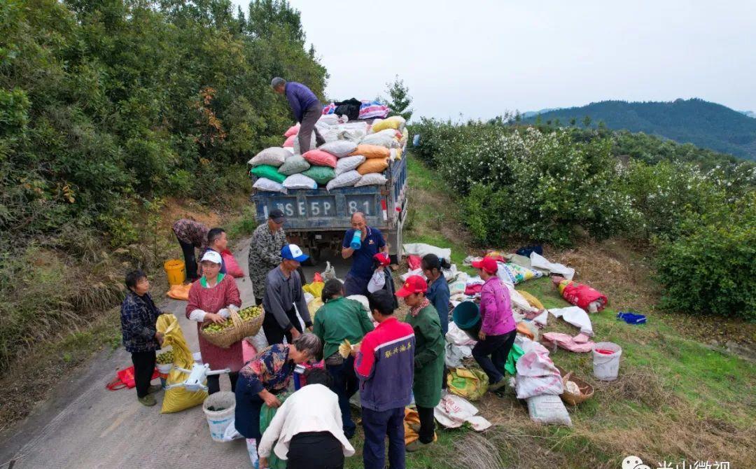 美丽的光山美景,光山县万亩油茶
