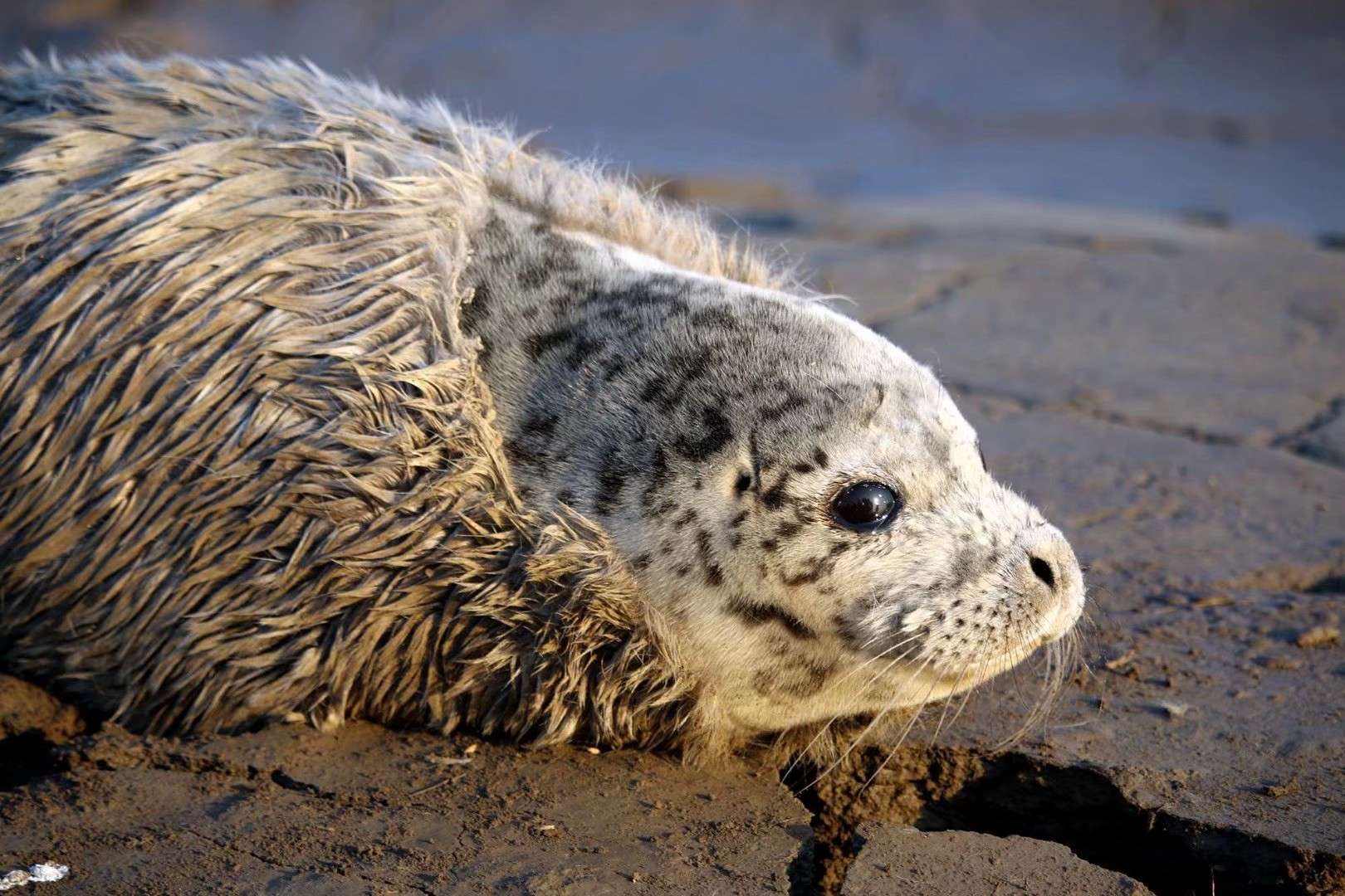辽宁大连100头斑海豹幼仔遭猎捕,辽宁盘锦斑海豹罕见上岸晒日光浴