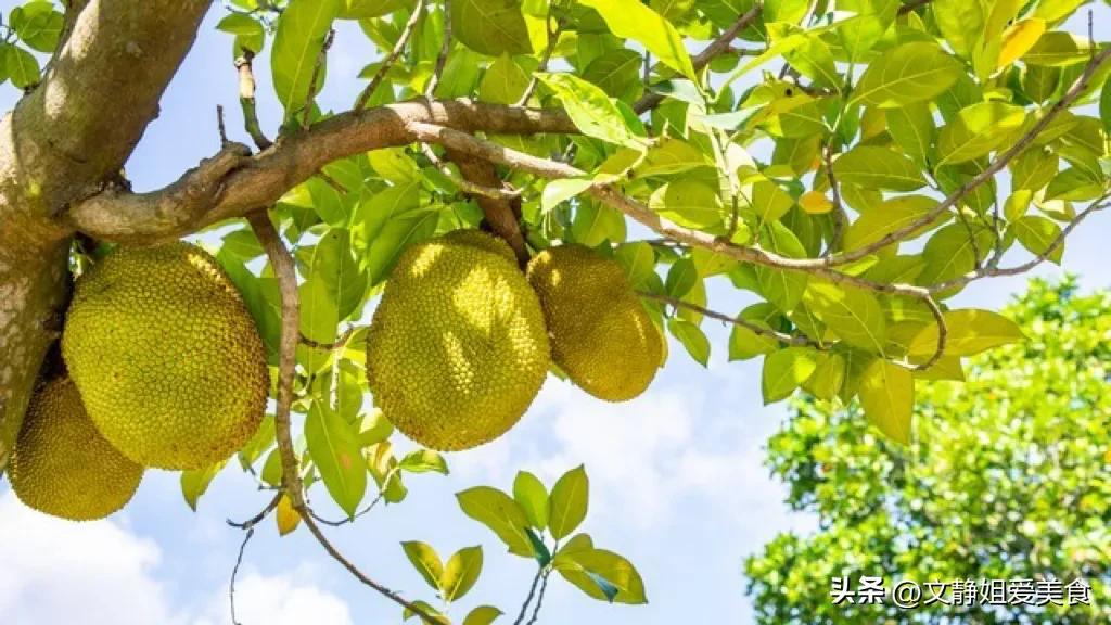 如何挑选菠萝蜜,菠萝蜜怎么选