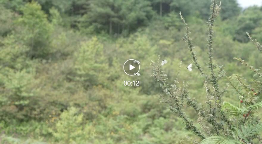 我要把拉马拍成阿甘