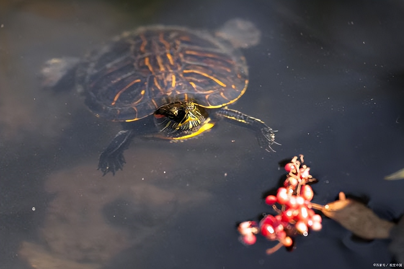 世界百大外来入侵物种的名单,巴西龟都是入侵物种吗