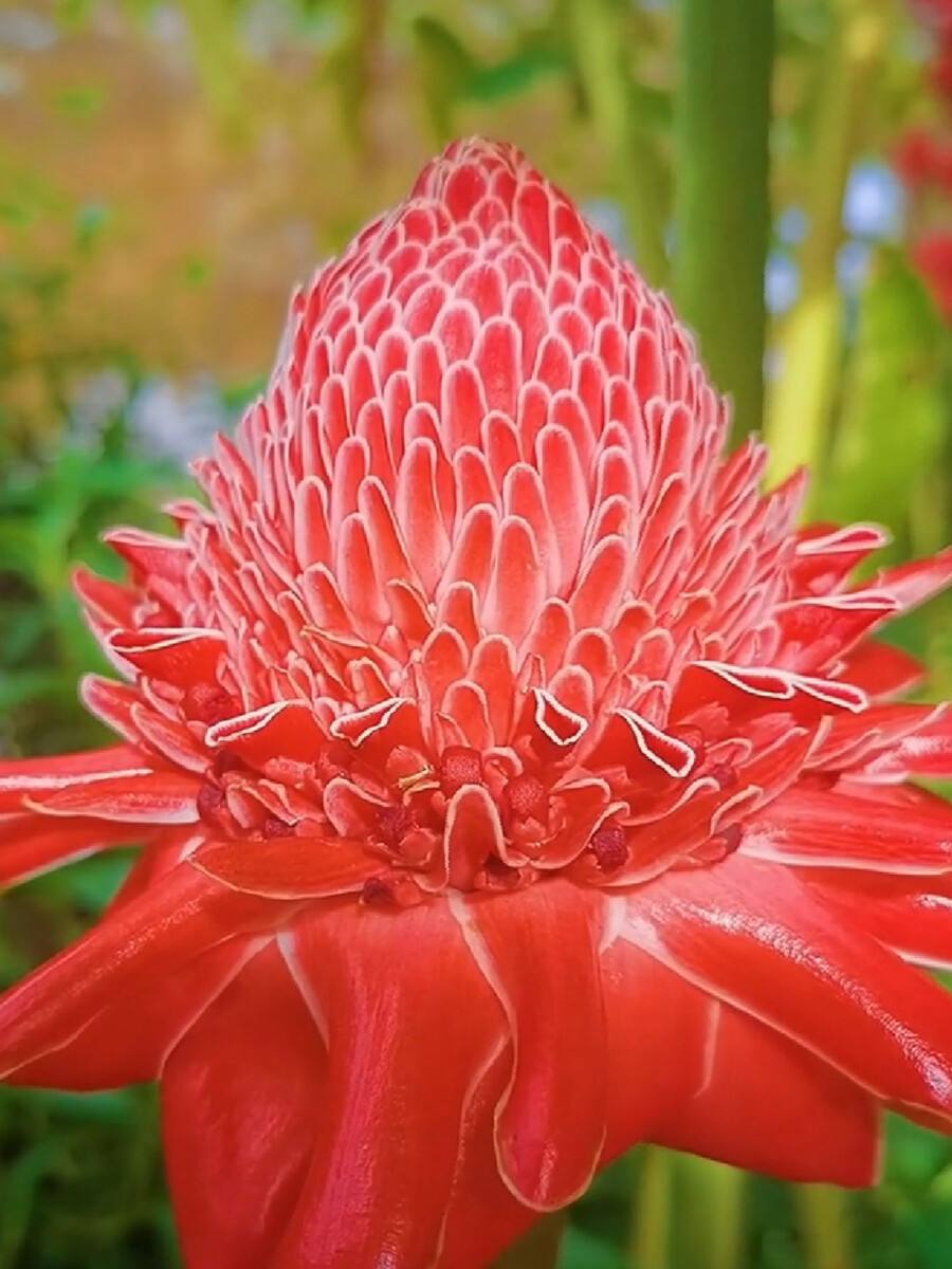 6种“霸王花”，开出来比脸盘大，许多人连见都没见过