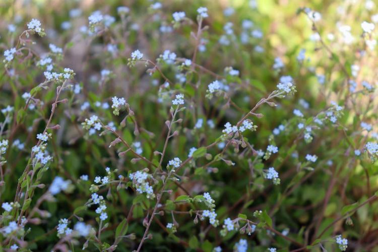 过敏季来袭！不怕，校园花粉地图帮你躲避