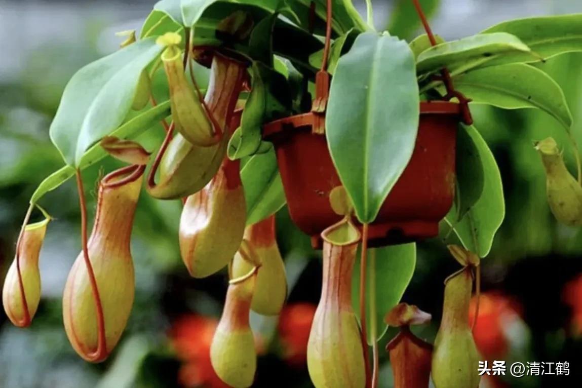 又好看又便宜的食虫植物,有什么推荐的食虫植物