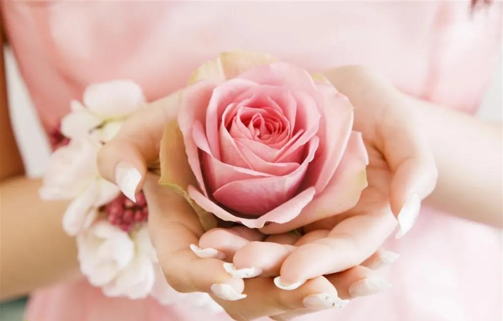 玫瑰花ins高级质感背景图,玫瑰花背景图高清图