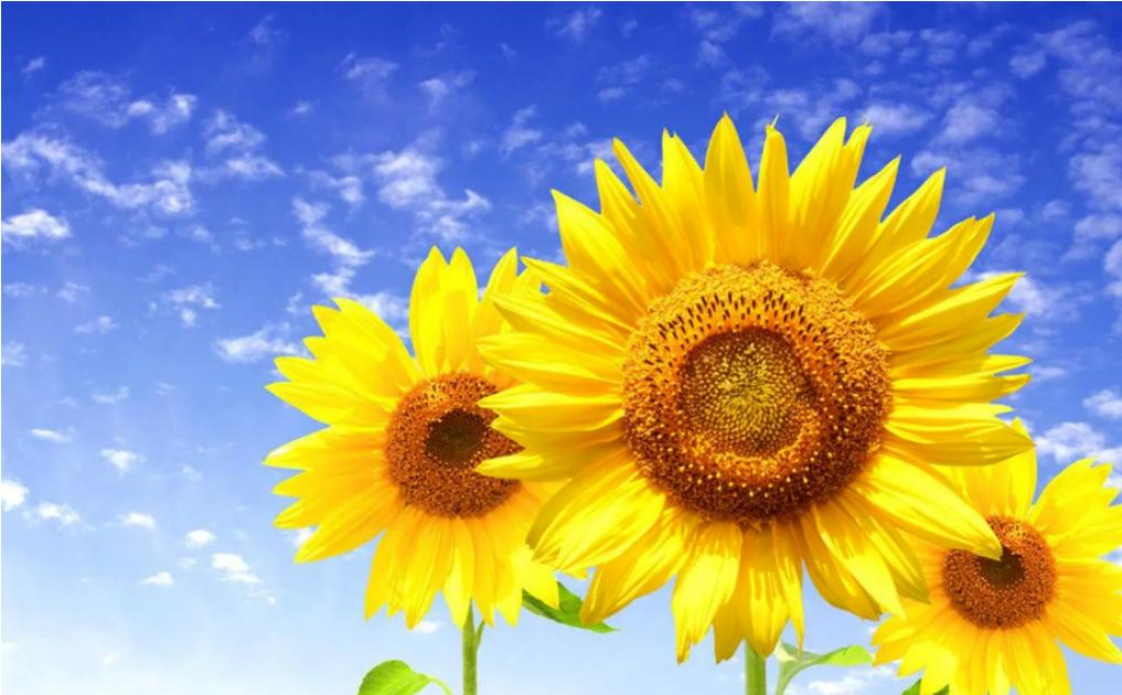 收到亲戚礼物如何拒绝他,亲戚之间千万不要做这三件