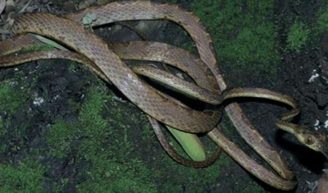 蛇类排名第一的图,蛇类十大排名