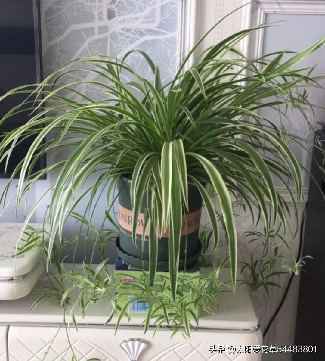 别再养这五种花了好看却难养,新手一定要养的十种花